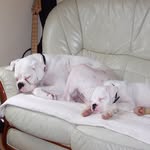 John Lambie - @calmacjlam1 - Instagram