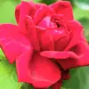 Lana john - @lana.john35 - TikTok