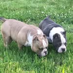 John Lard - @powertown_bullys - Instagram