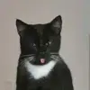 Lawdog334 - @johnlaw265 - TikTok