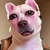Bruh - @johnlemon911 - TikTok