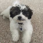 Bentley John Leonetti - @bentleyjohnleonetti - Instagram