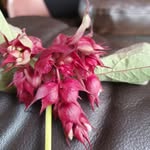 John Limb - @john.limb1 - Instagram