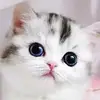 John Lin - @john.lin6 - TikTok