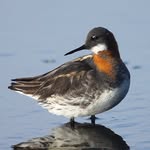 John Lowrie Irvine - @johnlowriebirds - Instagram