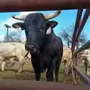 Rafter SC Rodeo johnlowrie537 - @johnlowrie537 - TikTok