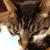 john8952 - @johnmancinelli - TikTok