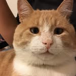 Don John Manríquez Maldonado - @donjohn.bestcatto - Instagram