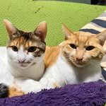 じょん真央 - @john_mao_mao - Instagram