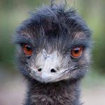 John Markwell - @john.markwell.emu - Instagram