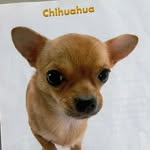 john mcafee - @brokencydefan1234 - Instagram