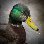 John McCarthy - @jmac.wildlife - Instagram