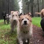 John McCarthy - @the_dogs_resort - Instagram