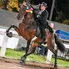 John McCray - @horseriding311 - TikTok
