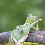 John McCroskey - @mojobone - Instagram