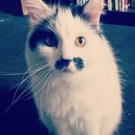 John Mcrobbie - @thesheeplookup2021 - Instagram