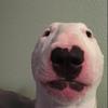 John Mecham - @this.vid.is.shit - TikTok