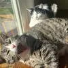 Michael - @mergenthaler - TikTok