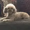 John John merla - @john.john.merla - TikTok