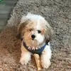 johnjohnnymerlino - @johnjohnnymerlino - TikTok