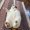 John Miao472 - @johnmeowmiao - TikTok