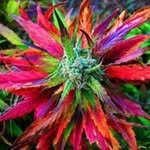 John Mikels Alcántara - @johnmikelsalcantara - Instagram