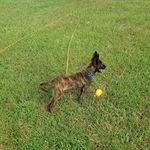 John Mims - @k9mims - Instagram