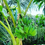 John Monopoli - @monopoli_john - Instagram