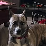 John Moog - @jazzydog96 - Instagram