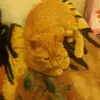john moraga - @sanscongatitos - TikTok