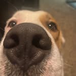 John Moyes - @john_gone_rogue - Instagram