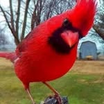 John Mulder - @ragingbushmen - Instagram
