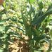 John Ndirangu - Facebook