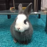 Jhon Wick 2020 - @john_wick_netherland_dwarf - Instagram