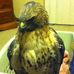 John Netherton - Facebook