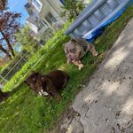 JohnnieBling - @micro_managementkennel - Instagram