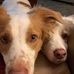 John Nikolich - Facebook