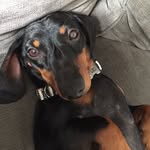 Johnno the Dachshund - @johnno_dachshund - Instagram