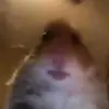 HAMSTER CULT❤️ - @derrickjohnfornoles - TikTok
