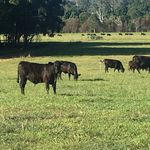 Johnogilvy - @clovafarm - Instagram
