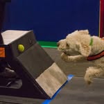 John Parden - @spanishwaterdog.ted - Instagram