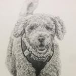 John Parden - @spanishwaterdogs_tedanddexie - Instagram