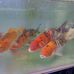 John Pare-Koi - Facebook