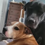 John Parente - @chonk_and_nutters - Instagram