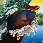 john pastore - @johnaquascape101 - Instagram