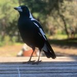 John Peavey - @pvosinc - Instagram