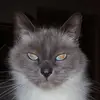 John Pelham-Clinton - @john.pelhamclinto - TikTok