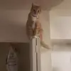 jon perfetto - @jonperfetto - TikTok