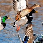 john petersen - @johnpetersen4477 - Instagram