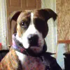 John Petersen - @john.petersen86 - TikTok